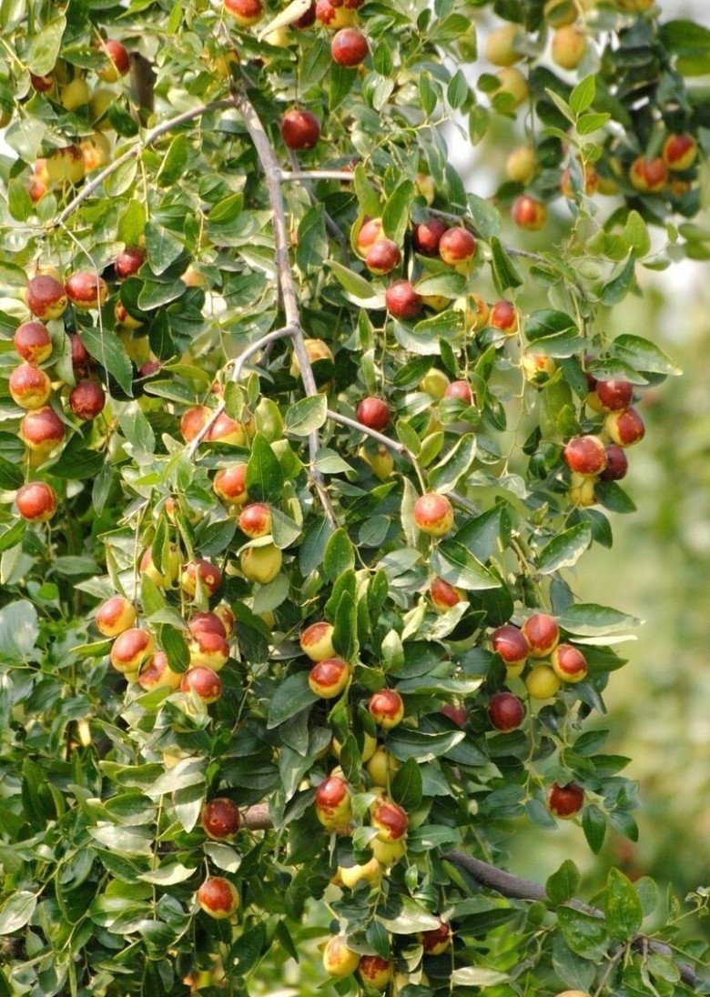5 loại cây ăn quả vừa ngon vừa dễ chăm sóc, trồng trong sân sẽ mang đến điềm lành - 3