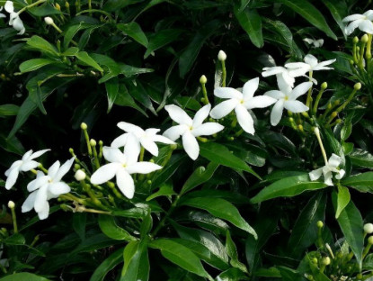 Gia đình - Loài hoa này nghe tên đã thấy phúc lộc đầy nhà, nở hoa quanh năm, mang mùi thơm dịu dàng