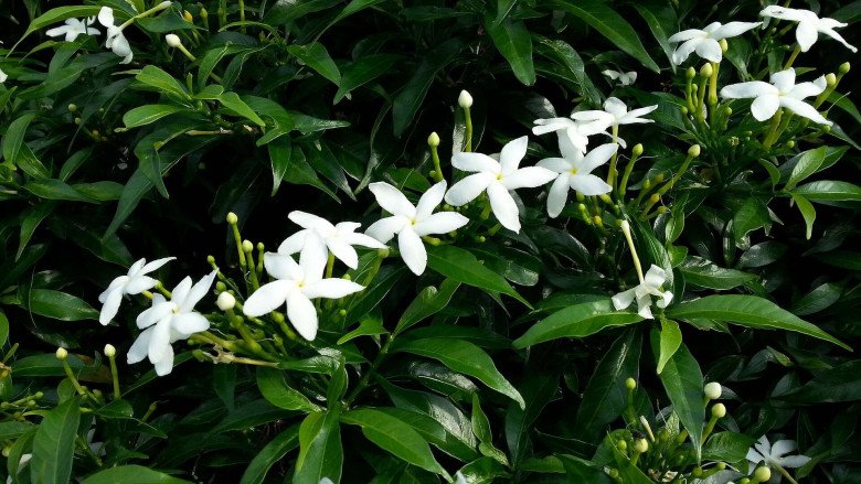 Loài hoa này nghe tên đã thấy phúc lộc đầy nhà, nở hoa quanh năm, mang mùi thơm dịu dàng - 4