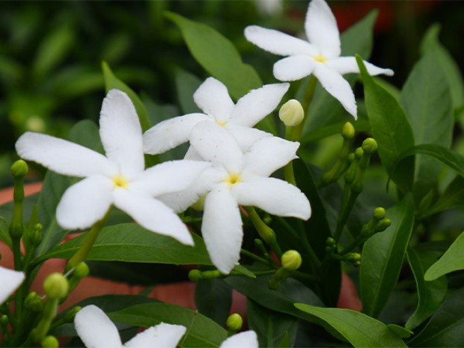 Loài hoa này nghe tên đã thấy phúc lộc đầy nhà, nở hoa quanh năm, mang mùi thơm dịu dàng - 1