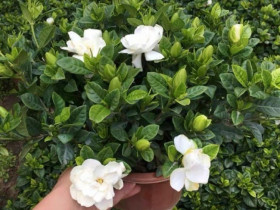 Ban công nhỏ đến mấy cũng trồng được 8 loại hoa này, vừa đẹp vừa dùng pha trà uống