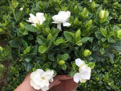 Gia đình - Ban công nhỏ đến mấy cũng trồng được 8 loại hoa này, vừa đẹp vừa dùng pha trà uống