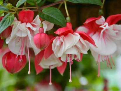 Gia đình - Loài hoa “quý tộc” này ra hoa quanh năm, trồng một chậu mang đến may mắn cho cả gia đình