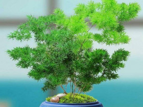 Loại cây cảnh lá xanh này thiết thực hơn trầu bà, dễ chăm hơn kim tiền lại hấp thụ được khí độc