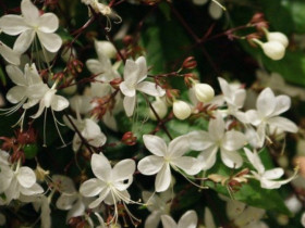 Loài hoa “thịnh vượng” này có hương thơm dịu dàng, trồng trong nhà mang đến tài lộc cho gia đình