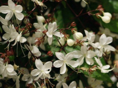 Gia đình - Loài hoa “thịnh vượng” này có hương thơm dịu dàng, trồng trong nhà mang đến tài lộc cho gia đình