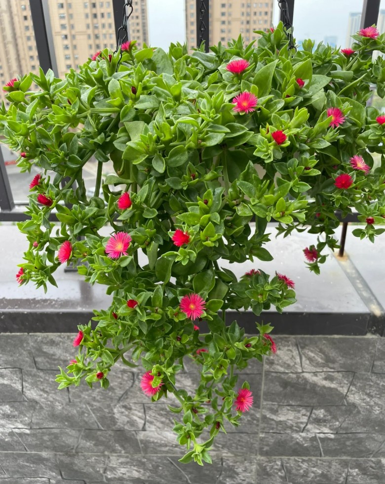 4 loại cây này đẹp hơn trầu bà gấp 100 lần, chúng sẽ nhanh chóng trở thành “rèm hoa” - 2