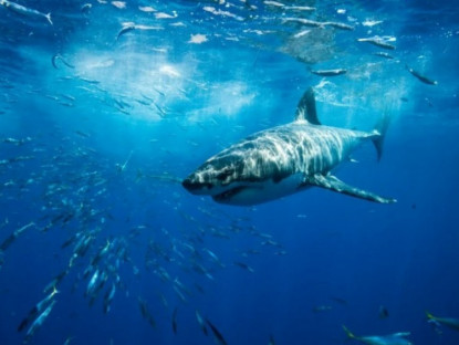 Video - Cá mập trắng di cư xuyên đại dương từ Úc tới Nam Phi như thế nào?