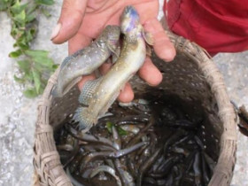 Loài cá ở Thanh Hóa 