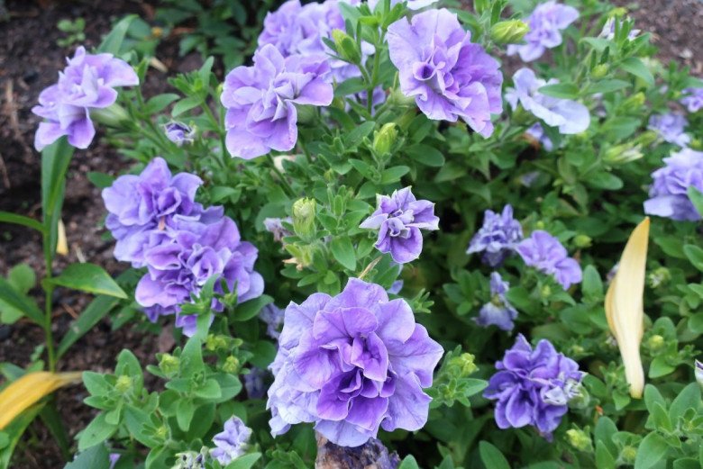 3 loài hoa màu xanh rất được lòng Thần Tài, nở 200 ngày mỗi năm, ban công nhỏ đến mấy cũng trồng được - 5