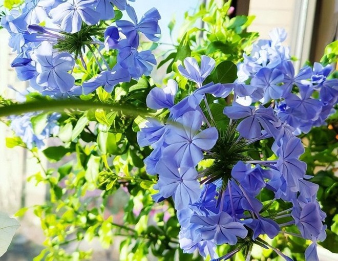 3 loài hoa màu xanh rất được lòng Thần Tài, nở 200 ngày mỗi năm, ban công nhỏ đến mấy cũng trồng được - 1