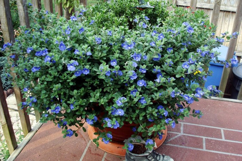 3 loài hoa màu xanh rất được lòng Thần Tài, nở 200 ngày mỗi năm, ban công nhỏ đến mấy cũng trồng được - 4
