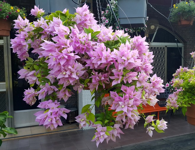 Tại sao trồng hoa giấy trước nhà cực tốt nhưng là đại kỵ khi trồng trong nhà? - 1