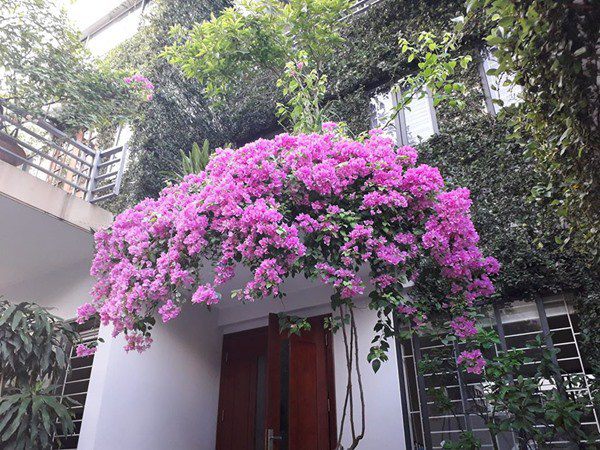 Tại sao trồng hoa giấy trước nhà cực tốt nhưng là đại kỵ khi trồng trong nhà? - 2