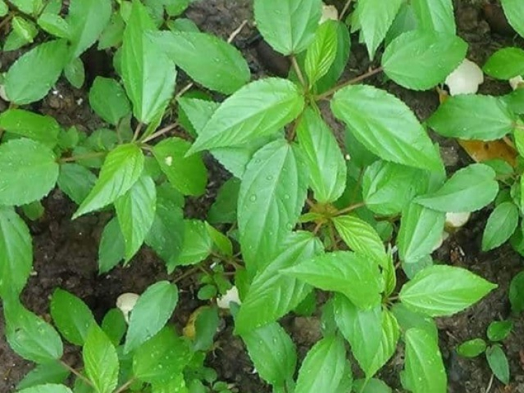 Tháng 6 rất thích hợp trồng 10 loại rau này, ở ban công cũng trồng được ...