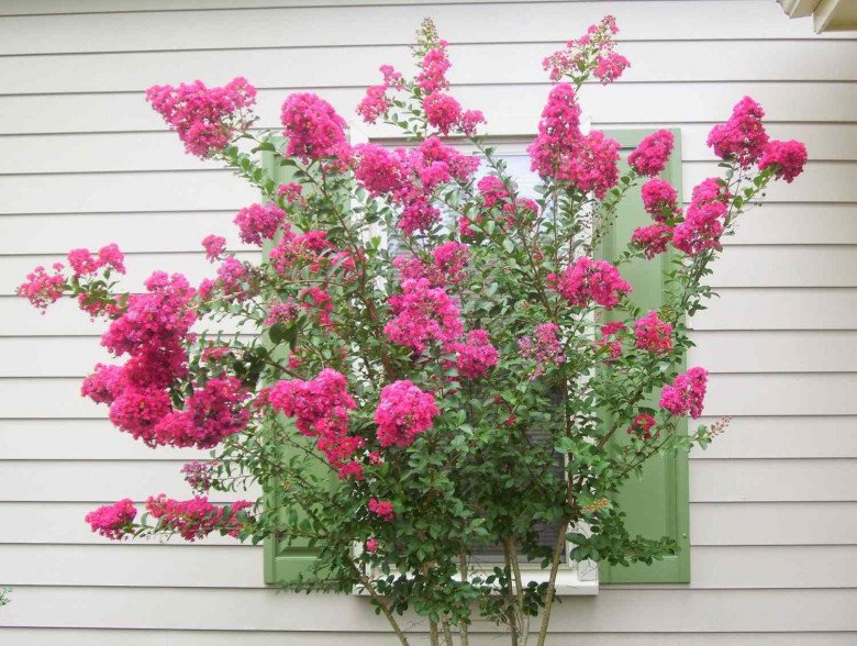 Loài hoa này bồng bềnh như mây, hoa thơm nhẹ nhàng, trồng trước nhà mang tới tài lộc cho gia đình - 2