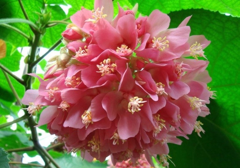 Loài hoa này tỏa mùi thơm ngọt ngào, nở cả nghìn bông một lúc, trồng cực đơn giản - 2