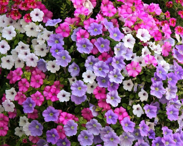 5 loài cây càng cắt tỉa hoa nở càng nhiều, càng rực rỡ, thời gian ra hoa dài - 6