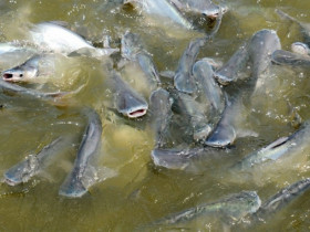 Loài cá nào ở Việt Nam xuất khẩu đứng đầu thế giới, hàng trăm nước ưa chuộng?