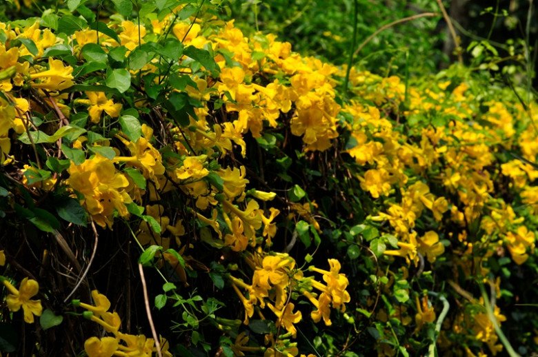 Cây dây leo mọc hoang “đổi vận” thành cây cảnh tuyệt đẹp, nở quanh năm tựa thác hoa, trồng cực đơn giản - 5