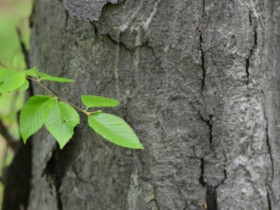 Loại gỗ hiếm bậc nhất thế giới: Tuổi thọ đến 500 năm, cứng hơn thép, được mệnh danh là 