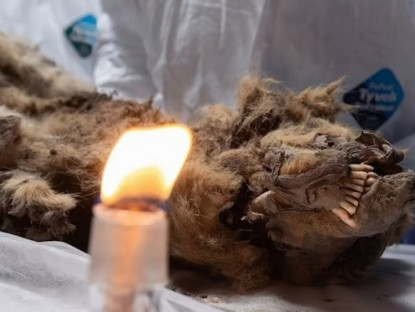 Thế giới - Video: Rã đông &quot;sói địa ngục&quot; chết trong băng hơn 44.000 năm