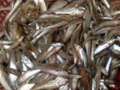 Kinh tế - Loại cá xưa bị chê lên chê xuống, không ai ăn, nay thành đặc sản giá 180.000 đồng/kg