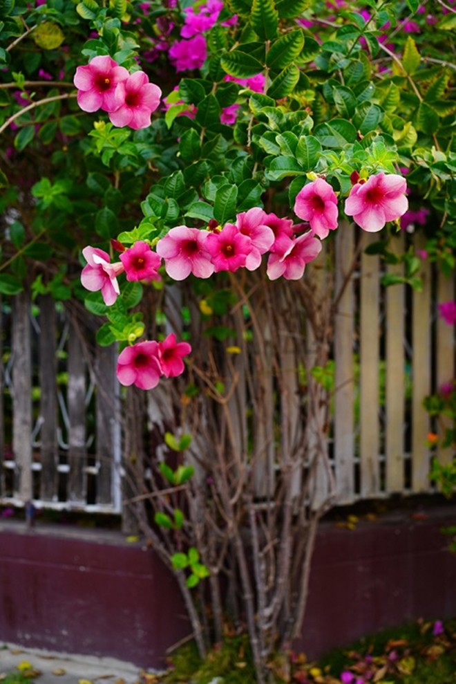 Cây hàng rào nở hoa quanh năm, cả trăm bông một lúc, tạo thành thảm hoa đẹp rực rỡ - 4