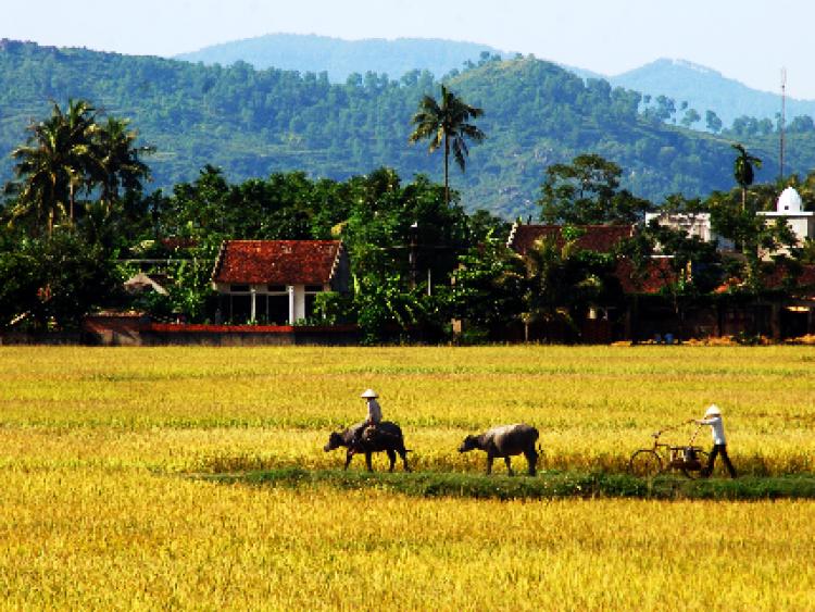 Những bài học nông thôn và triển vọng của văn chương về “tam nông” nhìn từ văn hóa