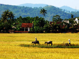 Những bài học nông thôn và triển vọng của văn chương về “tam nông” nhìn từ văn hóa