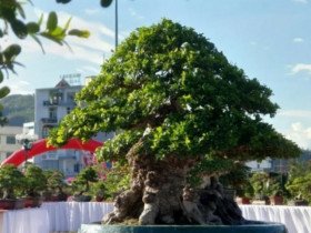 Cây trồng làm hàng rào lên chậu thành bonsai, có cây giá hơn 1 tỷ từng gây sốt