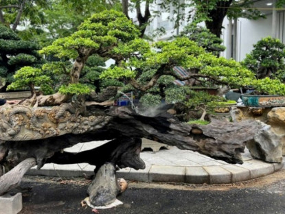 Kinh tế - Ngắm cây nguyệt quế bonsai của 8x Bình Định, chủ nhân báo giá hơn nửa tỷ đồng