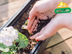 Không phải bia, cứ 7 ngày rắc bột này xung quanh gốc cây, điều kỳ diệu sẽ xảy ra