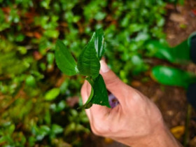 Cây dại ven đường bỗng hóa 