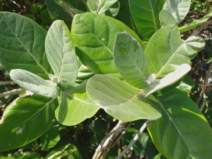 Thông tin doanh nghiệp - Thoát ho đàm khó thở, xóa “bản án tử” hen suyễn nhờ loại lá “tưởng lạ mà quen”