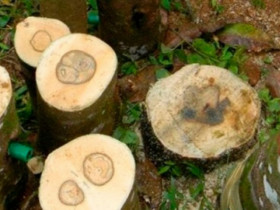 Loại gỗ quý hiếm xuất hiện duy nhất ở Việt Nam, đắt đỏ bậc nhất thế giới, tới 50 tỷ đồng/kg