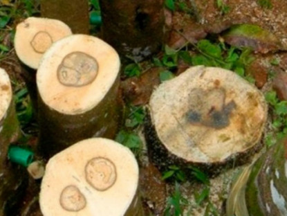 Kinh tế - Loại gỗ quý hiếm xuất hiện duy nhất ở Việt Nam, đắt đỏ bậc nhất thế giới, tới 50 tỷ đồng/kg