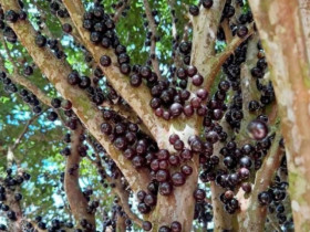 Cây mọc quả đen sì chi chít từ thân đến ngọn, lên chậu thành bonsai đẹp lạ, giá tới vài chục triệu