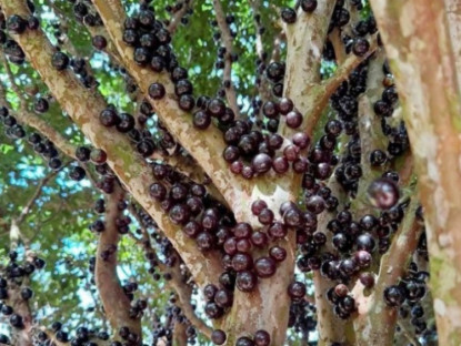 Kinh tế - Cây mọc quả đen sì chi chít từ thân đến ngọn, lên chậu thành bonsai đẹp lạ, giá tới vài chục triệu