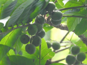 Quả mọc đầy đường ở Việt Nam, sang Trung Quốc đắt ngang thịt bò được gọi với cái tên lạ