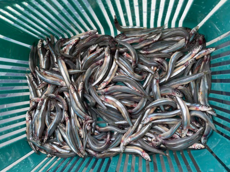 Loại cá có canxi cao gấp 25 lần cá hồi, chợ Việt bán chỉ từ 30 nghìn đồng/kg - 2
