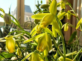 Loại cỏ này nở hoa đẹp như hoa lan, thơm nồng nàn, 1 chậu sẽ biến thành 3 chậu sau một năm trồng