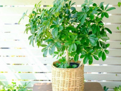 Gia đình - Không cần nhang đuổi muỗi, trồng 10 cây này trong nhà muỗi sẽ bay xa, tài lộc tự tìm đến nhà