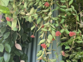 “Vua” của thế giới cây xanh trong nhà, vừa ngắm lá ngắm hoa, vừa thơm ngát, nở từ đầu năm đến cuối năm