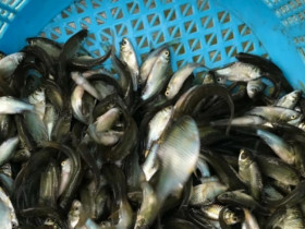 Loài cá suýt tuyệt chủng hồi sinh kỳ diệu, nhiều người nuôi thành công, giá mỗi con tiền triệu