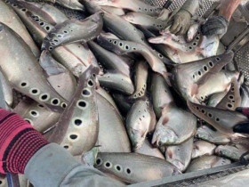 Loại cá từng bị chê nay phơi khô thành đặc sản giá 300.000 đồng/kg, còn xuất khẩu ra nước ngoài