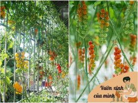 Chàng trai trồng cà chua trong cốc trà sữa ở ban công, quả sai trĩu cành, ai nhìn cũng mê