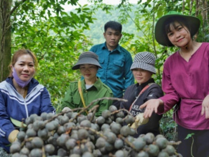 Kinh tế - Theo chân người dân lên núi kiếm loại cây cho “ngọc trắng”, vất vả nhưng thu cả triệu đồng/ngày