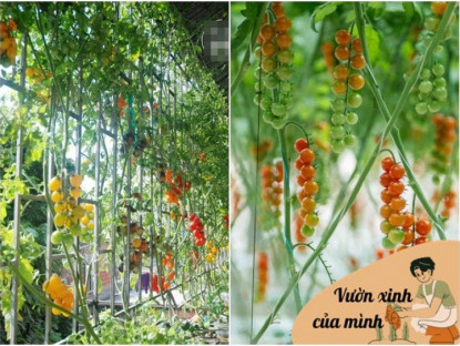Gia đình - Chàng trai trồng cà chua trong cốc trà sữa ở ban công, quả sai trĩu cành, ai nhìn cũng mê