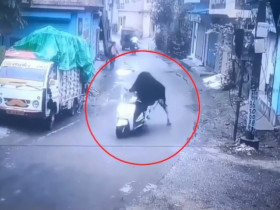 Clip: Giật mình cảnh bò 